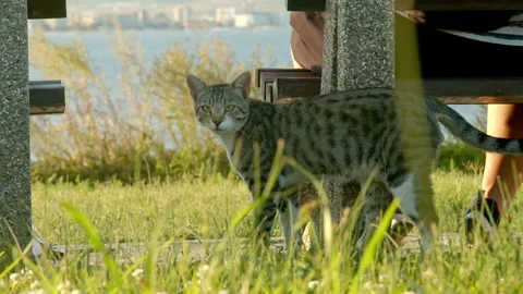 Curious Cat Looks at Camera Before Walking Toward the Sea 스톡 동영상 332154078