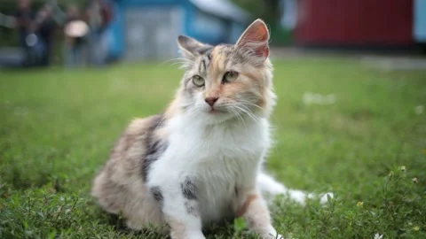 Curious cat looks at the camera with wide eyes Striped cat lies on soft blanket Stock Footage 197362314