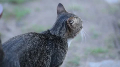 Curious cat looks at the camera with wide eyes. Funny pets concept. Stock Footage 197362360