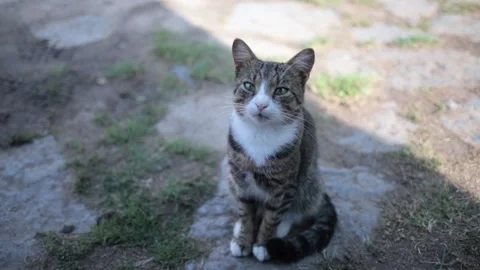 Curious cat looks the camera with wide eyes. Striped cat lies on a soft blanket Stock Footage 197362456