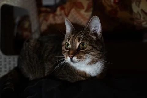A curious cat looks to the left lying on the couch in the evening in the dark Stock Photos