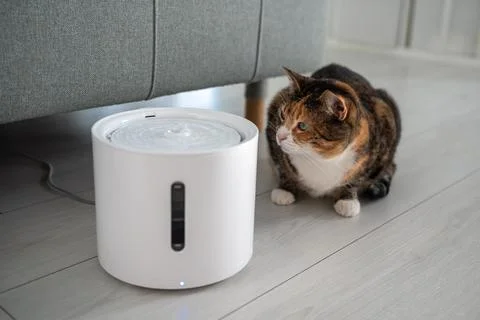 Curious cat looks at smart drinking fountain that owners bought him to prevent Stock Photos
