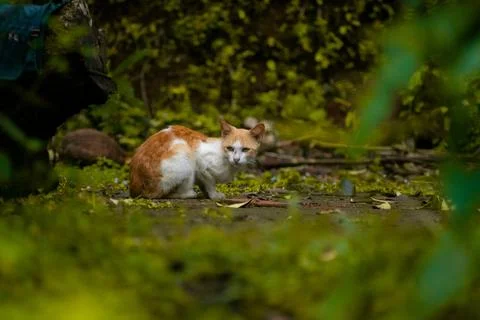 Curious Cat in Lush Greenery Foto stock