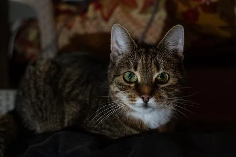A curious cat lying on the couch in the evening in the dark Stock Photos