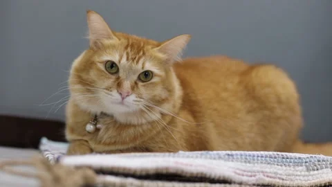 A curious cat lying down and looking at camera and away Stock Footage 232295546