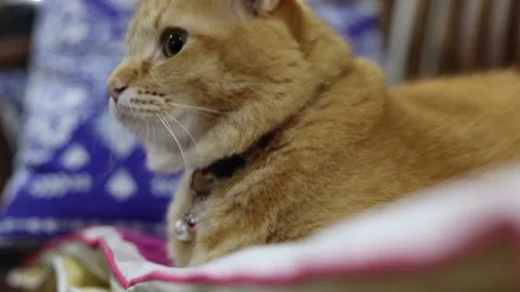 A curious cat lying down and looking around Stock Footage 232295547