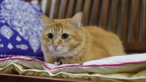 A curious cat lying down and looking around Stock Footage 232295548