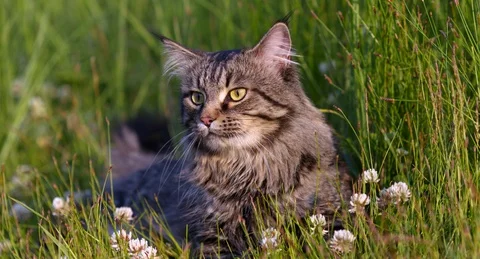 Curious cat lying on grass and looking around 库存影片 127636969