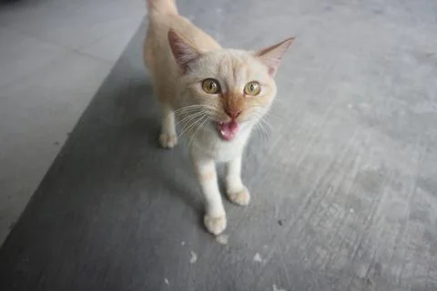 Curious Cat Meowing Stock Photos