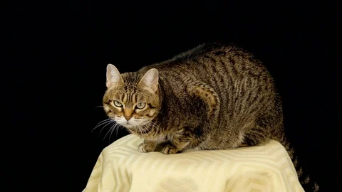 Curious Cat Nervous In Front of Black Background Vídeo Stock 100181541