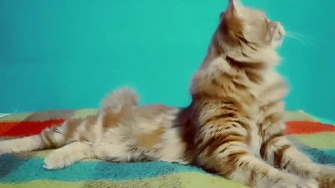 Curious cat notices something Stock Footage 168639464