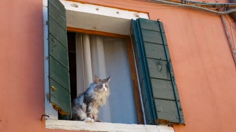Curious cat observing from window in venice, italy Stock Footage 318080529