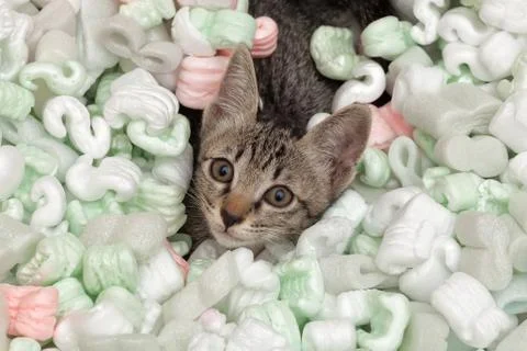 Curious cat in packing materials Stock Photos