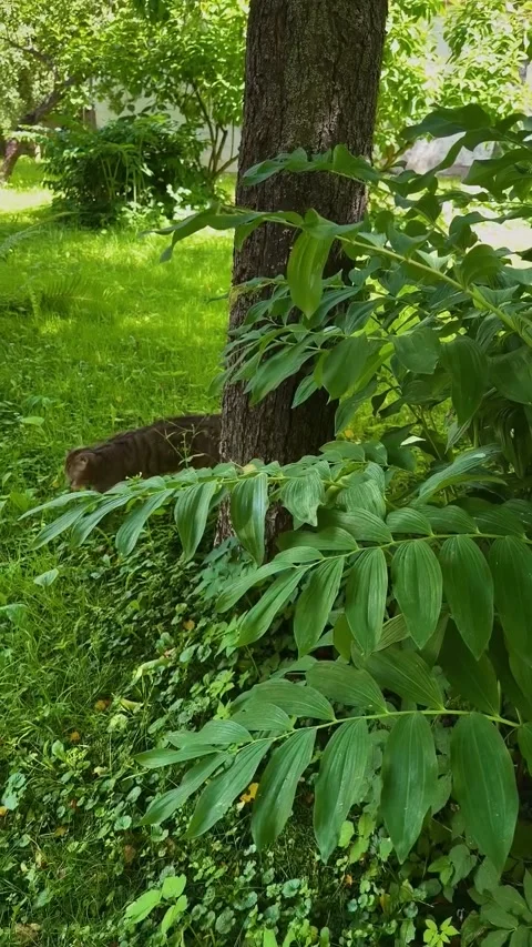 Curious Cat Peeking Behind Tree Trunk Stock Footage 341133006