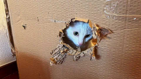 Curious Cat Peeking Through Cardboard Hole Stock Footage 274434963