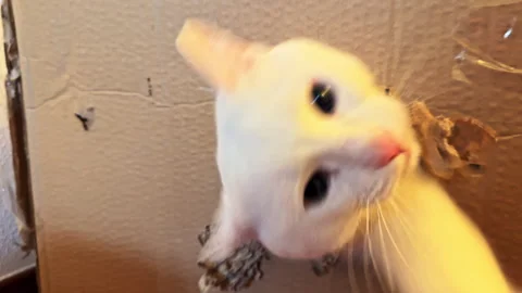 Curious Cat Peeking Through Hole in Cardboard Stock Footage 274841479