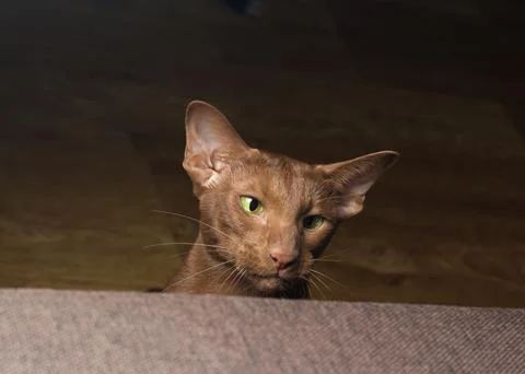 A curious cat peeks out from behind the sofa. The oriental breed cat is hun.. Stock Photos