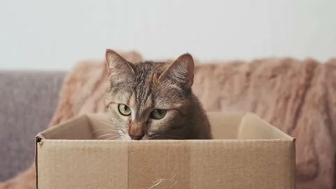 Curious cat peeks out of the box. Stock Footage 165620431