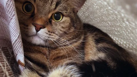 A curious cat peeks out from under a light warm blanket, looking carefully at Stock Footage 330515802