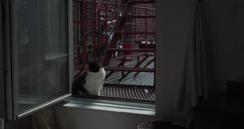 A curious cat peers into an apartment window Video stock 136868166