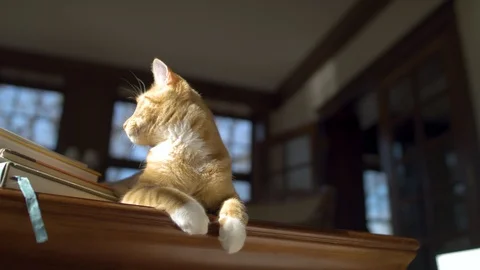 Curious Cat peers from a table Video stock 124994043