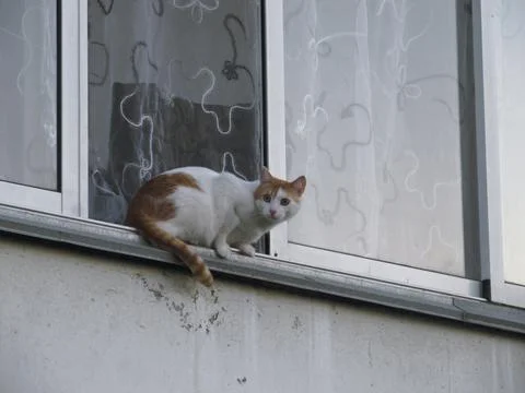 Curious cat perched on window sill looking out Stock-Fotos