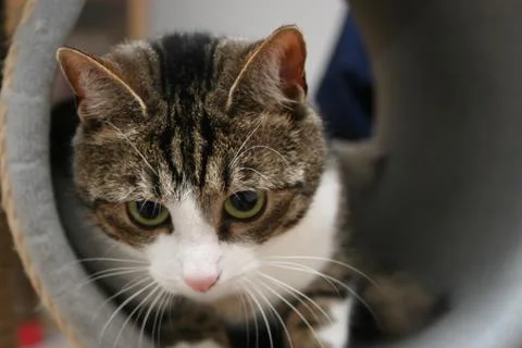 Curious cat Stock Photos