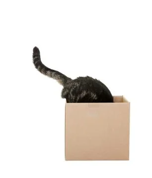 Curious cat Stock Photos