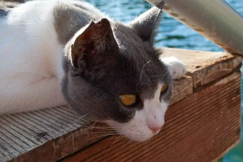 Curious cat. Stock Photos