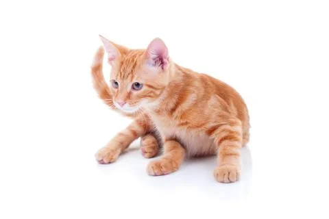 Curious Cat Foto stock