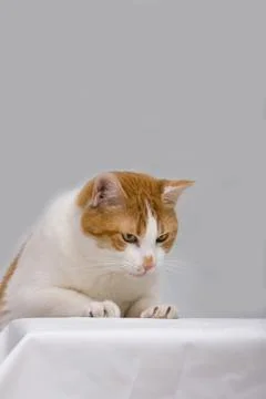 Curious cat Stock Photos