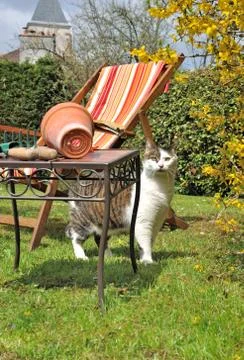 Curious cat Stock Photos