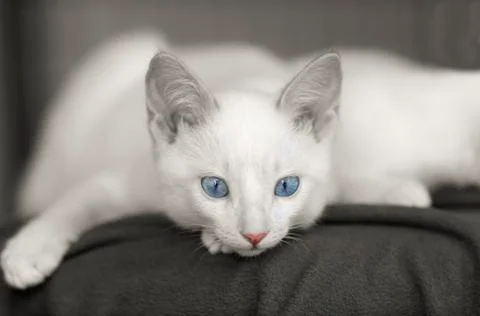 Curious Cat Stock Photos