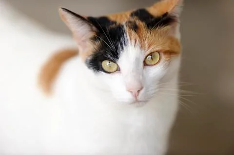 Curious Cat Stock Photos