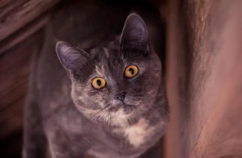 Curious cat 库存照片