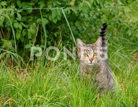Curious cat Stock Photos