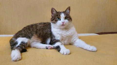 Curious cat Stock Photos