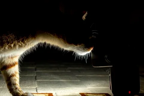 Curious cat Stock Photos