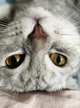 Curious cat 库存照片