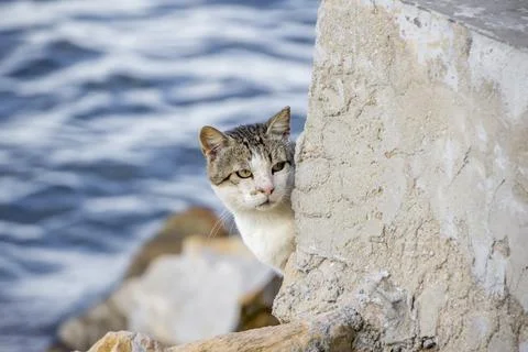 Curious cat Foto stock