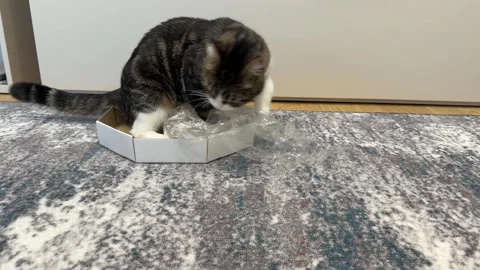 A curious cat is playfully peeking out from inside a cardboard box Video stock 331567188
