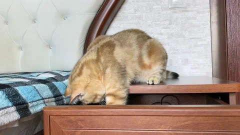 Curious cat playing on bedside table. Video stock 160427783