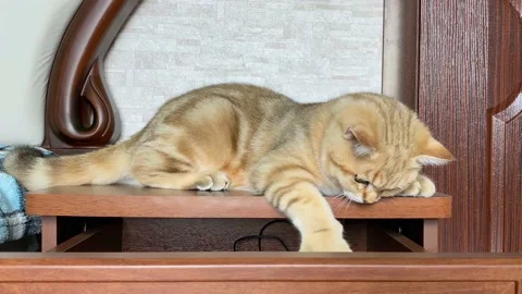 Curious cat playing on bedside table. Stock Footage 162403906