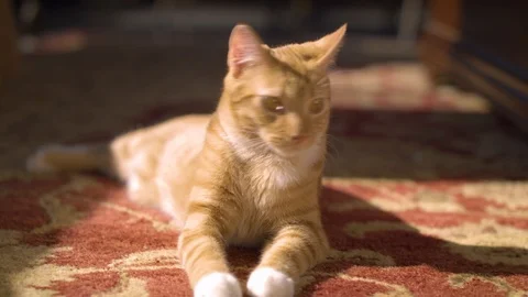 Curious Cat playing on carpet Stock Footage 124993545