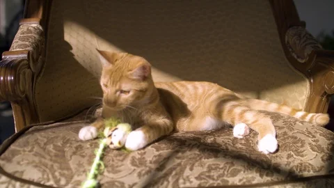 Curious Cat playing on chair Stock Footage 124993534