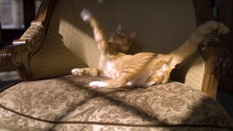 Curious Cat playing on a chair. Video stock 124993712