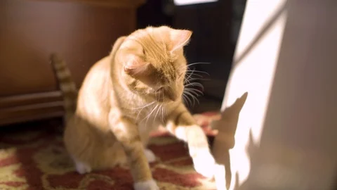 Curious Cat playing paws a shadow. Stock Footage 124995914