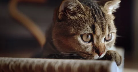 Curious Cat Playing on Scratching Pad in Modern Living Room Stock Footage 275353284