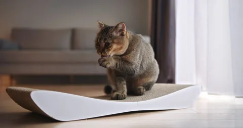Curious Cat Playing on Scratching Pad in Modern Living Room Stock Footage 275374383