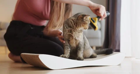 Curious Cat Playing on Scratching Pad in Modern Living Room. Cat lounging on a Stock Footage 275378503